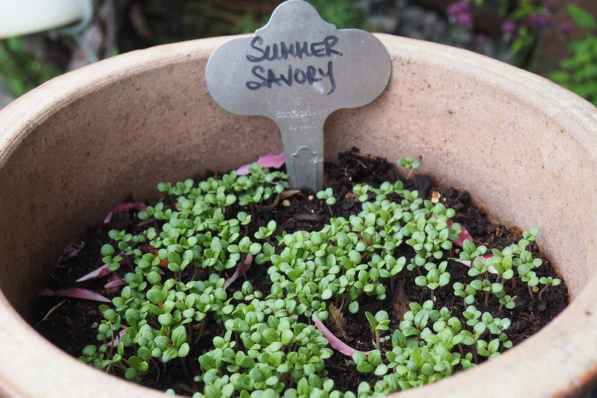 Un gros plan d'un pot en terre cuite avec de petites pousses de sarriette d'été et une petite enseigne en métal.