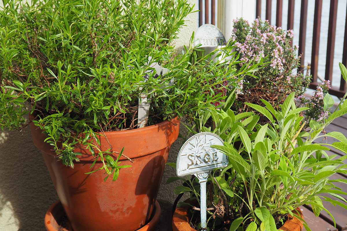 Une variété d'herbes différentes poussant dans des pots en terre cuite sur un balcon, photographiées sous un soleil radieux.