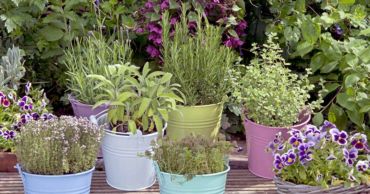 Comment faire pousser des herbes dans des conteneurs