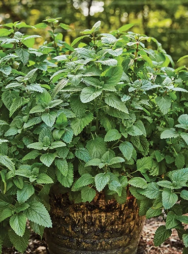 Une image verticale de mélisse poussant dans un grand pot situé à l'extérieur dans le jardin.