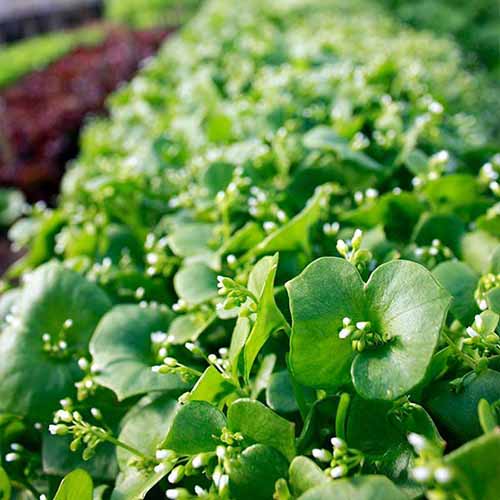 Une image carrée en gros plan de la laitue de mineur (Claytonia) poussant dans le jardin.