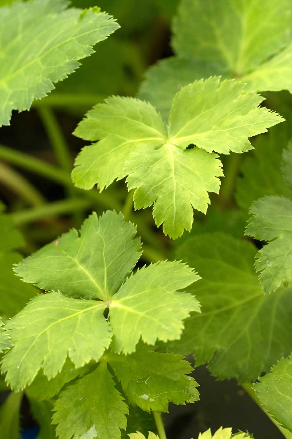 Une image verticale en gros plan de mitsuba (Cryptotaenia japonica) poussant dans le jardin.