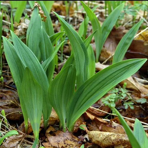 Une image carrée d'ail sauvage, également appelé rampes, poussant parmi les feuilles mortes sur un sol forestier.