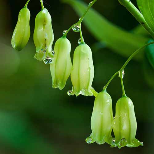 Un gros plan des fleurs pendantes du sceau de Salomon qui poussent dans le jardin, photographiées sur un fond flou.
