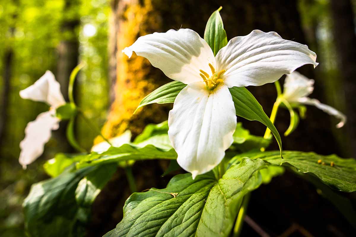 Une image horizontale en gros plan d'une fleur de trille blanche représentée sous un soleil filtré par la lumière.