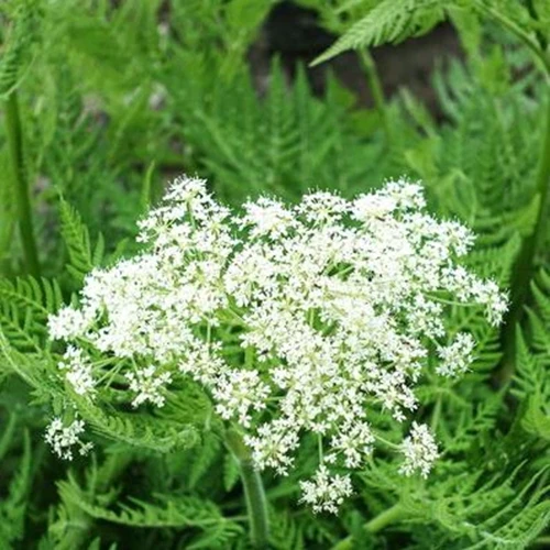Une image carrée en gros plan des fleurs et du feuillage de sweet cicely poussant dans le jardin.