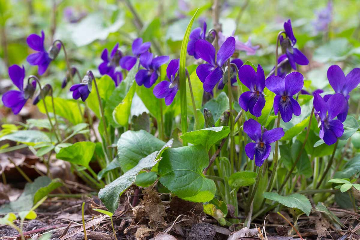 Une image horizontale en gros plan de violettes violettes poussant dans un endroit ombragé du jardin.