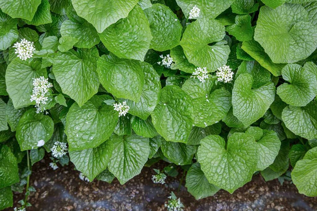 Une image horizontale en gros plan du feuillage texturé et des petites fleurs blanches du wasabi japonais poussant à l'extérieur.