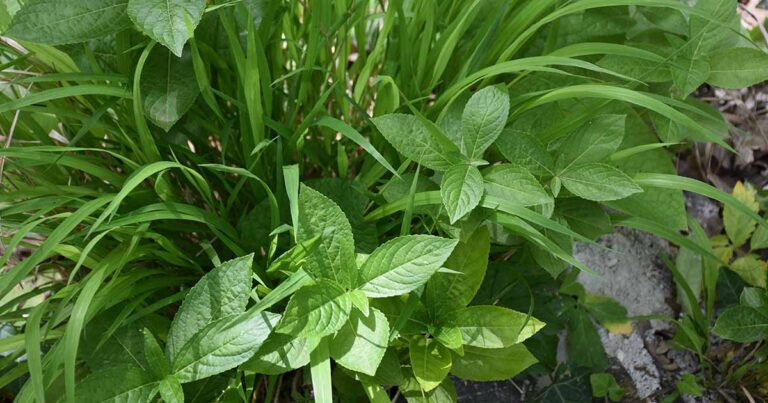 27 des meilleures herbes qui aiment l'ombre pour votre jardin