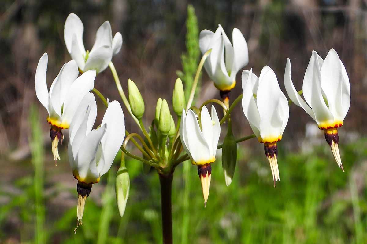 Une image horizontale en gros plan de fleurs sauvages d'étoiles filantes des prairies blanches poussant dans une prairie, représentée sur un arrière-plan flou.