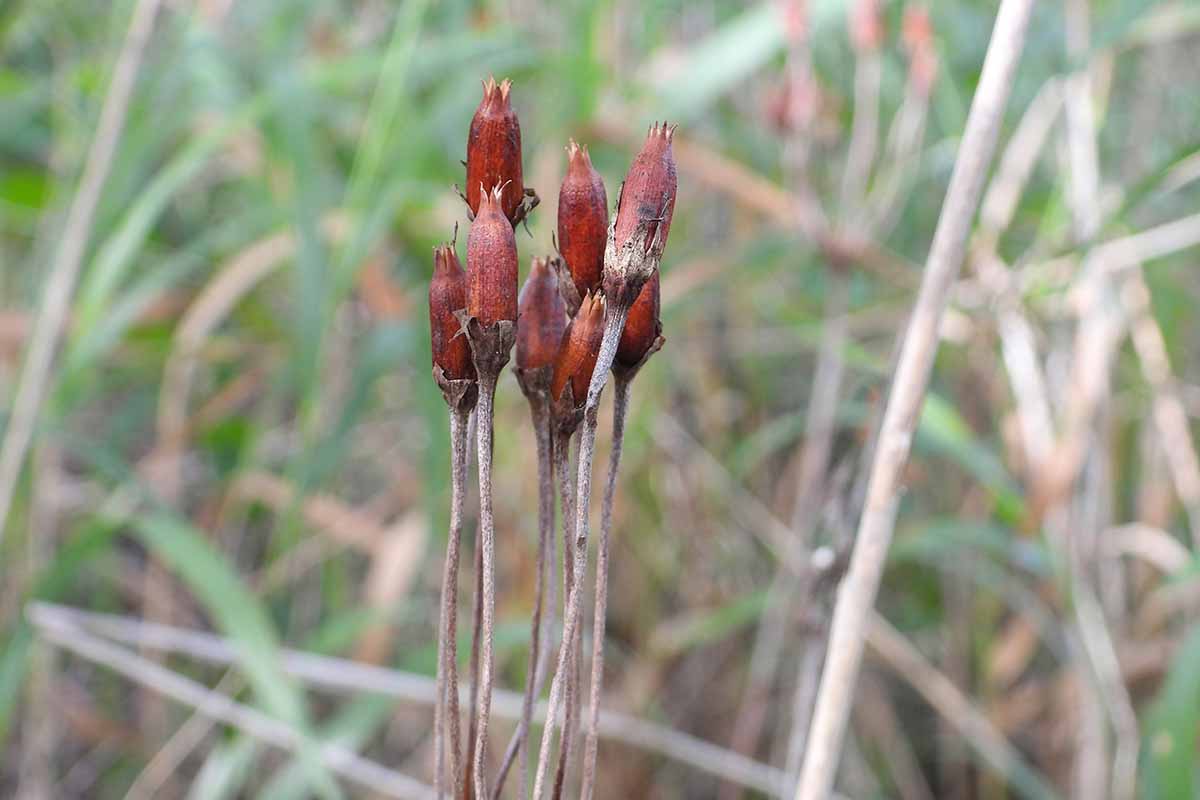 Une image horizontale en gros plan de gousses de graines sur des plantes à étoiles filantes poussant dans une prairie.