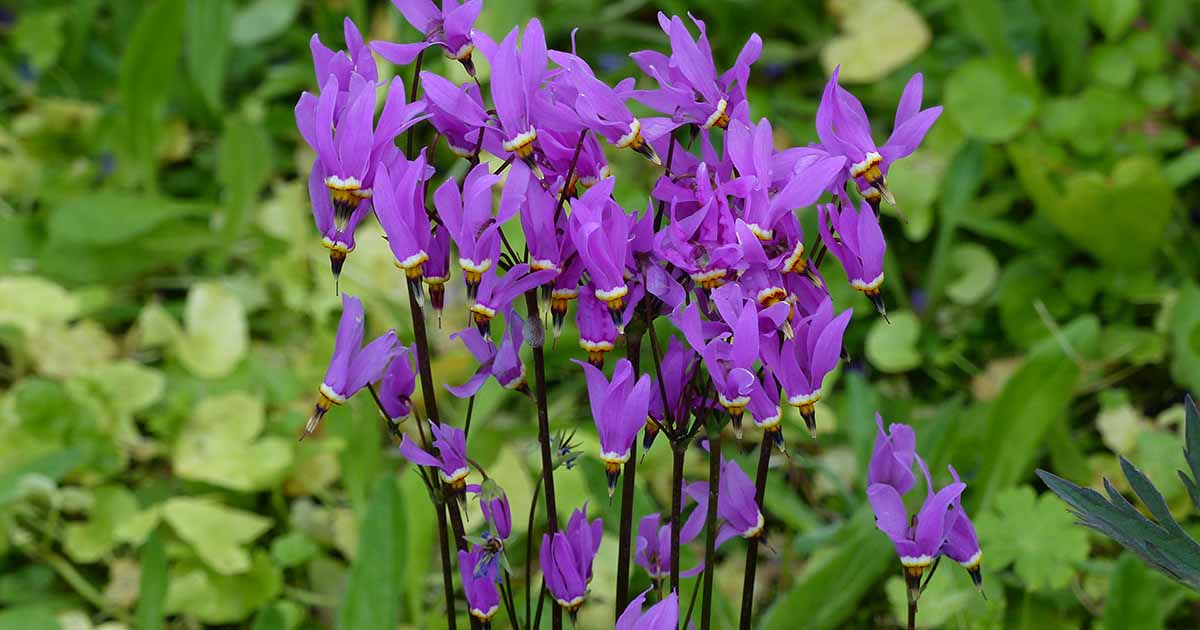 Apprenez à cultiver et à entretenir les fleurs sauvages des étoiles filantes