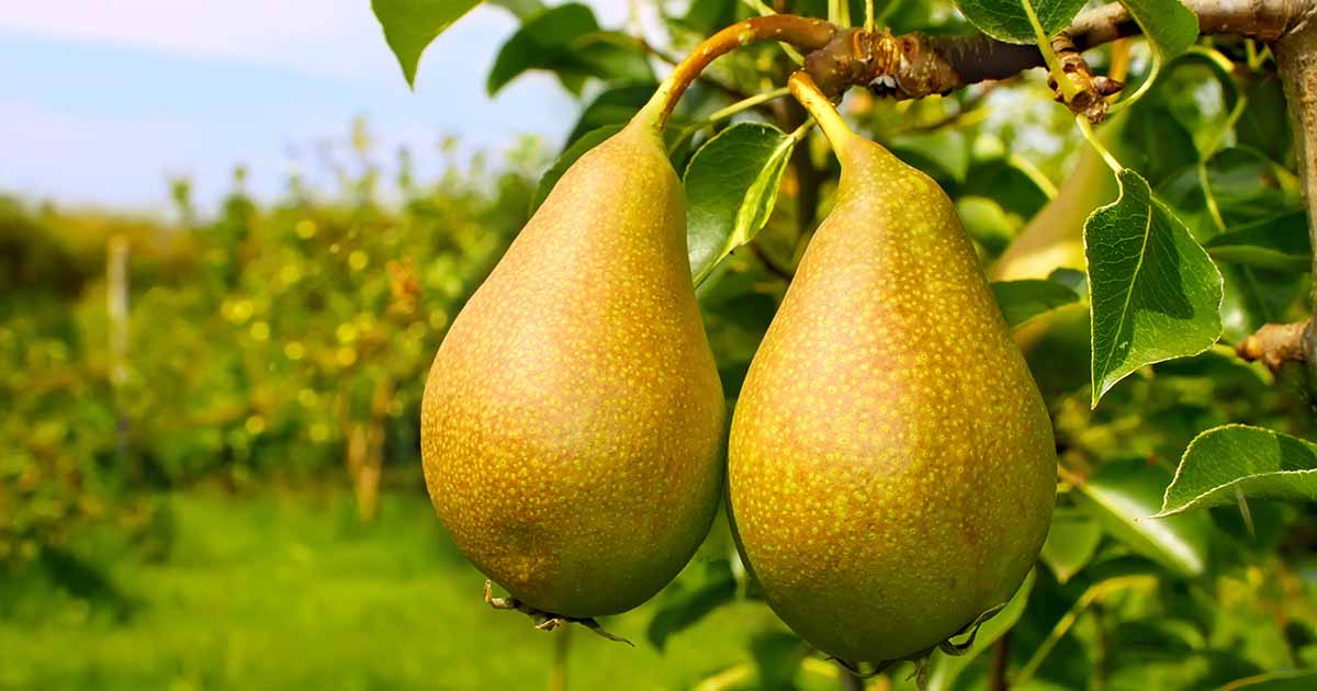 Comment planter et faire pousser des poiriers fruitiers