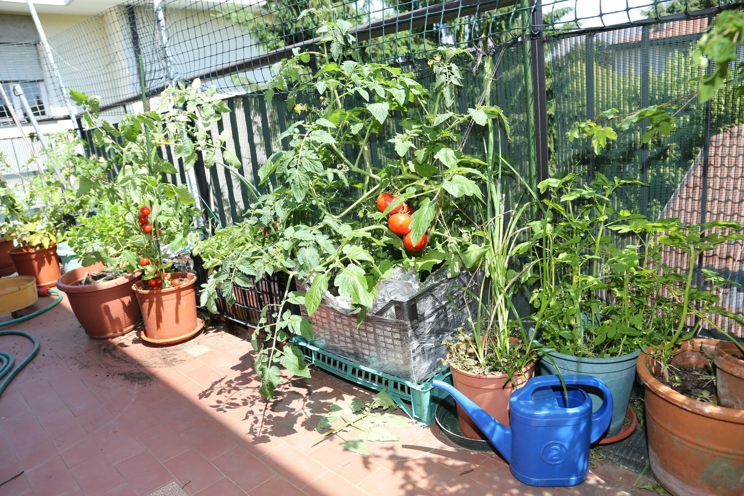 Sauvez votre jardin sous la chaleur de plus de 40 °C en Inde
