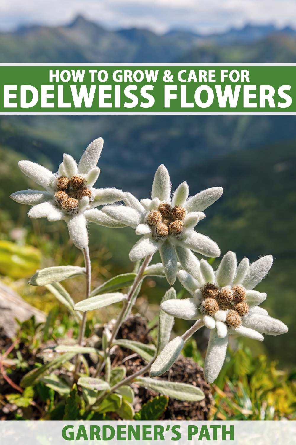 Une image verticale en gros plan de fleurs d'edelweiss poussant à l'état sauvage avec des montagnes en arrière-plan. En haut et en bas du cadre se trouve un texte imprimé en vert et blanc.