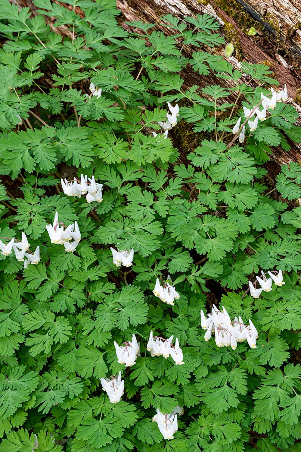 Une image verticale en gros plan de la culotte de Dutchman (Dicentra cucullaria) poussant à l'état sauvage.