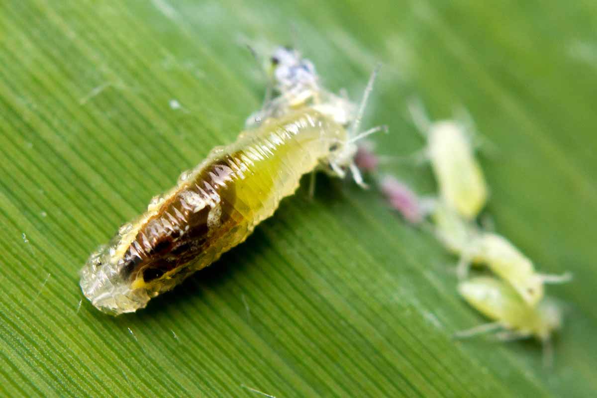 Une image horizontale en gros plan d'une larve de chrysope verte se nourrissant de pucerons infestant une feuille verte.