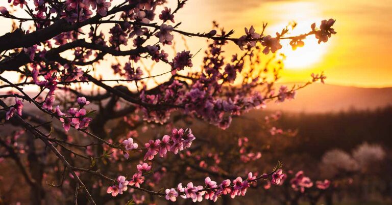 Que sont les guildes d’arbres fruitiers ? Apprenez à démarrer le vôtre