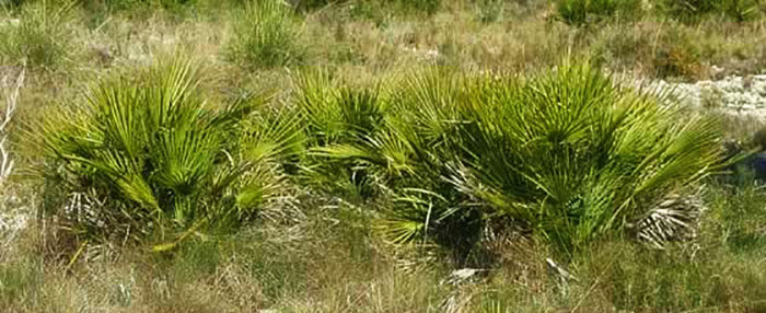 Plantes Chamaerops humilis Chamaerops humilis