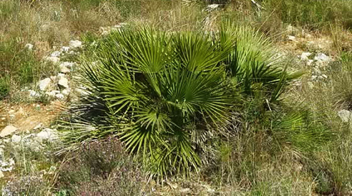 Plante Chamaerops humilis Chamaerops humilis