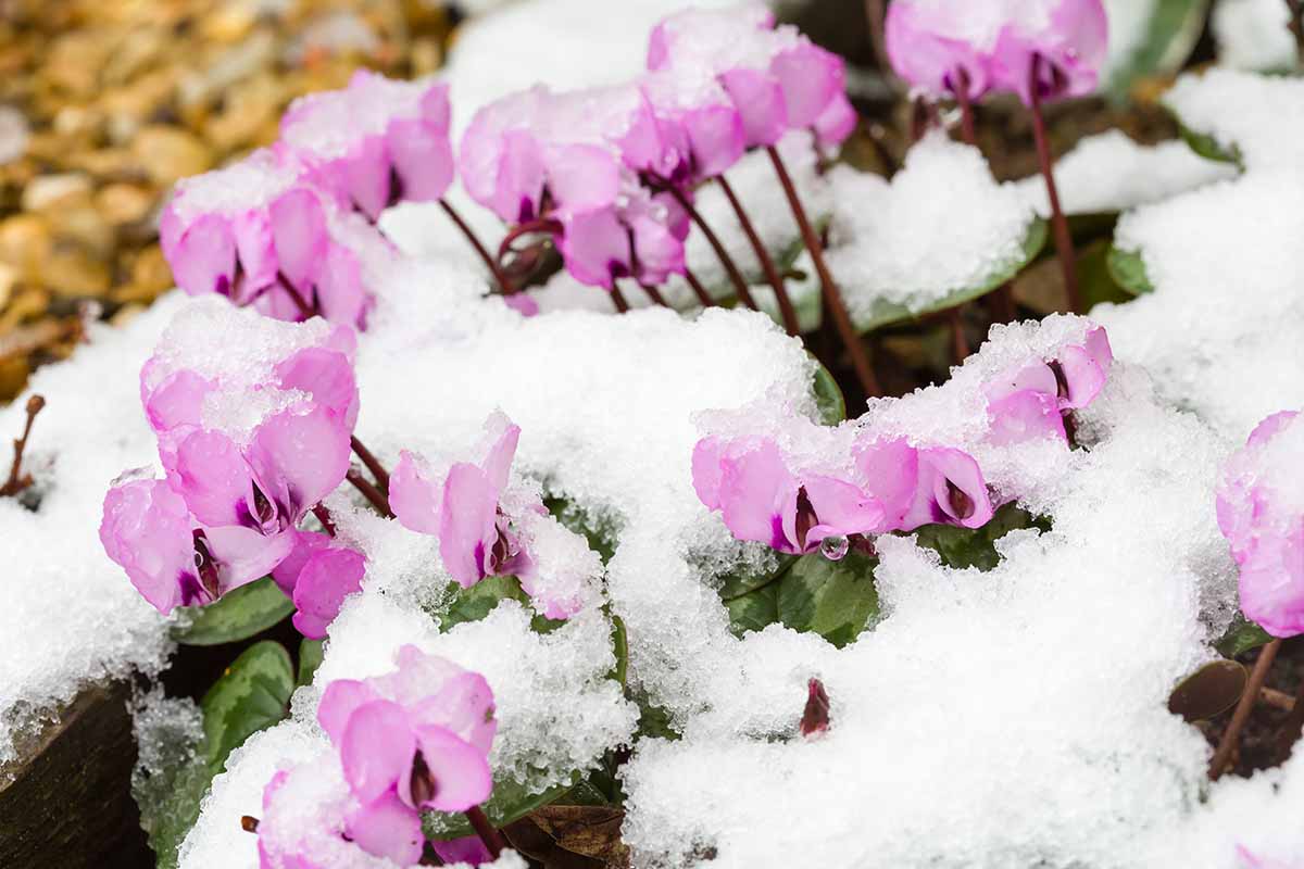 Une image horizontale en gros plan de fleurs roses de Cyclamen coum poussant sous la neige.
