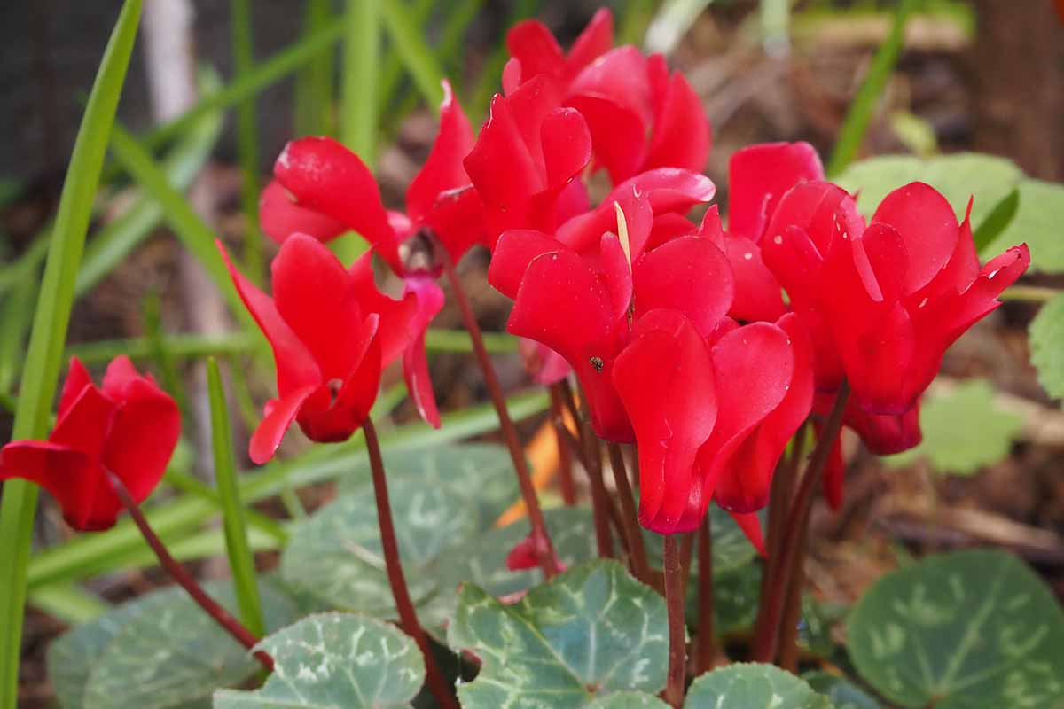Une image horizontale en gros plan de fleurs de cyclamen rouges rustiques avec un feuillage panaché poussant dans le jardin.