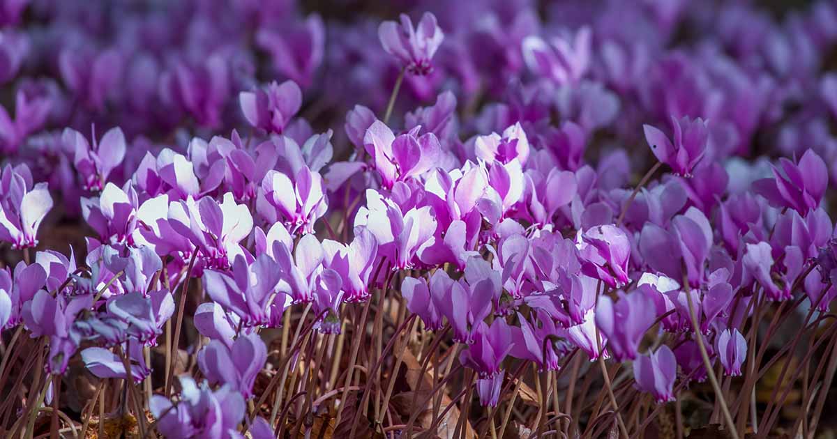 Comment cultiver et entretenir des cyclamens rustiques dans le jardin