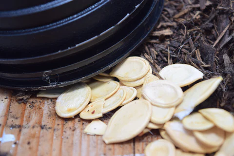 Planter des graines de citrouille