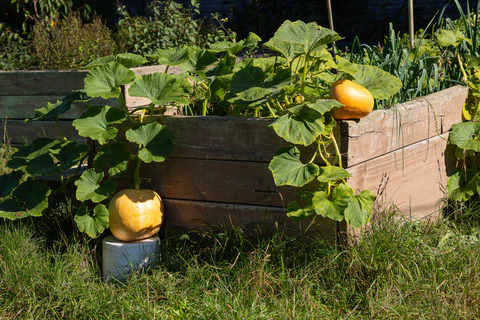 Peut-on faire pousser des citrouilles en pot ?