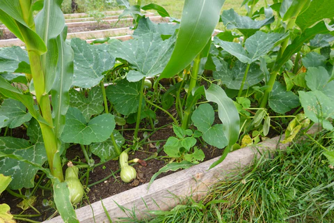 Plantation de compagnon