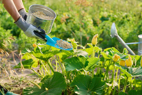 Nourrir les plantes de citrouille
