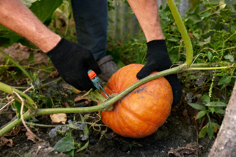 Récolte des citrouilles