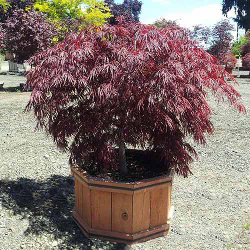 Une image carrée en gros plan d'un érable japonais Crimson Queen poussant dans un grand pot en bois à l'extérieur.