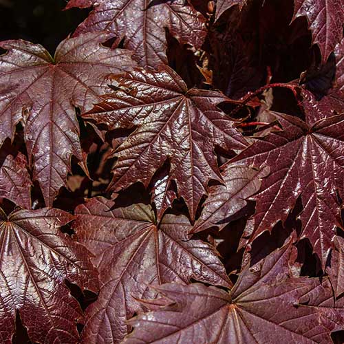 Une image carrée en gros plan de feuilles d'érable de Norvège « Royal Red ».