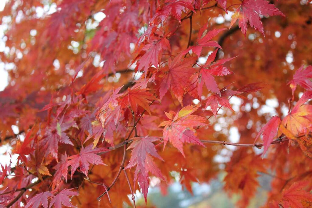 Une image horizontale en gros plan du feuillage d'automne rouge clair d'un érable coréen.