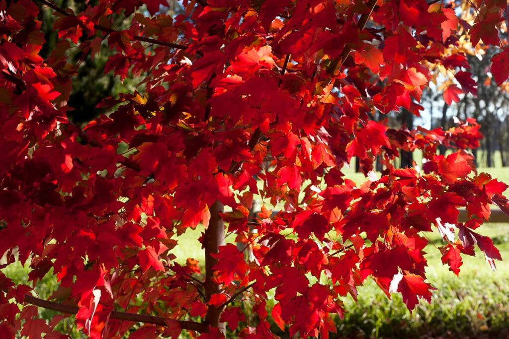 Une image horizontale en gros plan du feuillage rouge d'automne d'Acer rubrum.