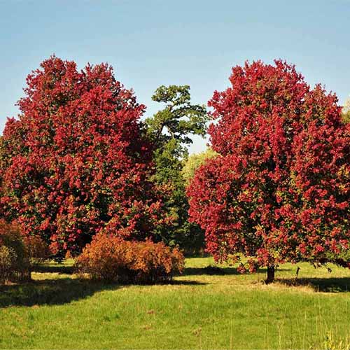 Une image carrée d'arbres Acer 'October Glory' poussant dans un parc, photographié sous un soleil radieux.
