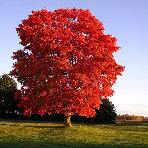 Une image carrée d'un grand arbre Acer 'Red Sunset' poussant dans un parc au soleil du soir.