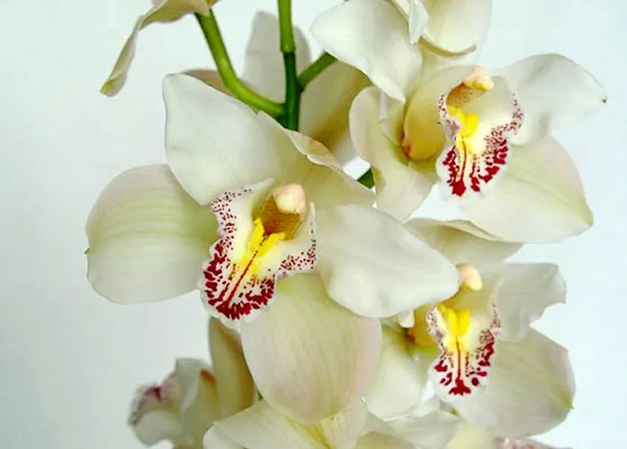 Fleurs de cymbidium blanches