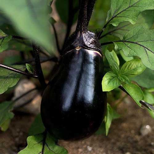Un gros plan d'une variété d'aubergines « Black Egg » poussant sur la plante avec le calice noir caractéristique, entouré de feuillage vert sur un fond doux.