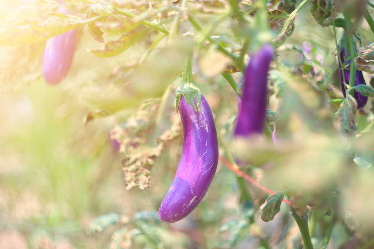 Une photo en gros plan et douce de petites aubergines violettes poussant dans le jardin.