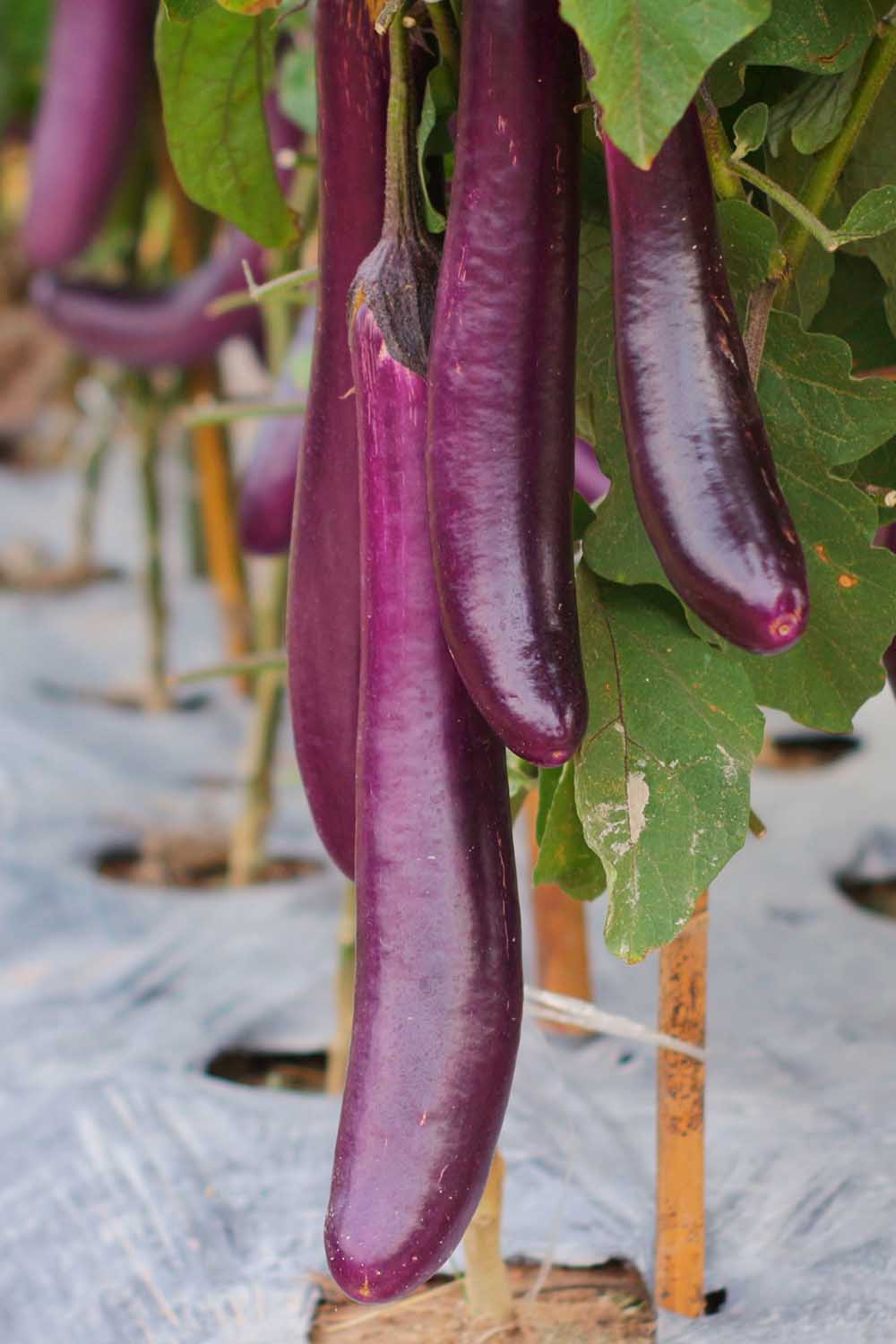 Une photo verticale en gros plan d'une aubergine poussant dans le jardin avec de longs et fins fruits violets suspendus. À la base de la plante se trouve un tissu d’aménagement paysager en plastique.