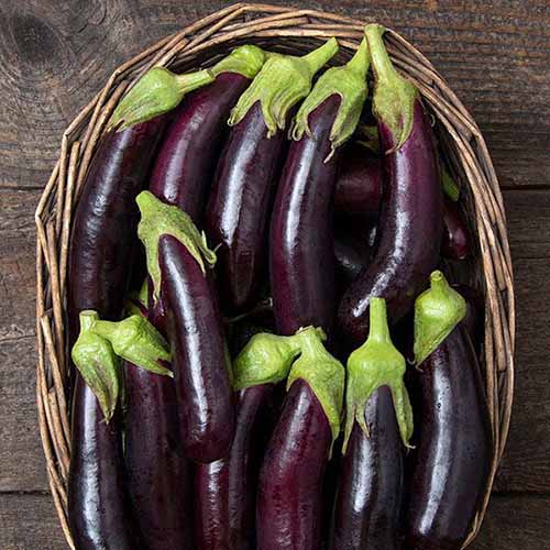 Une image carrée en gros plan d'un panier en osier rempli de fruits d'aubergines « Little Finger » posés sur une surface en bois.