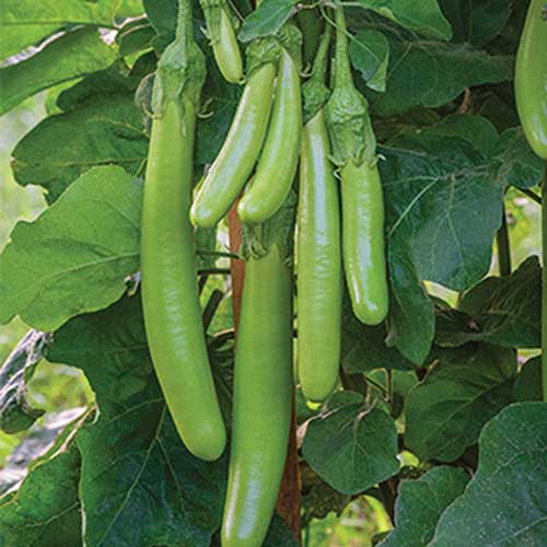 Un gros plan du long fruit vert de la variété d'aubergine « Green Knight », poussant sur la branche entourée de feuillage.