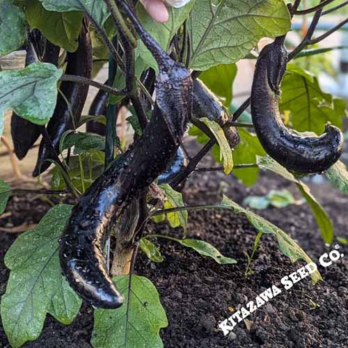 Une image carrée en gros plan de 'Kurume Long' qui pousse dans le jardin.