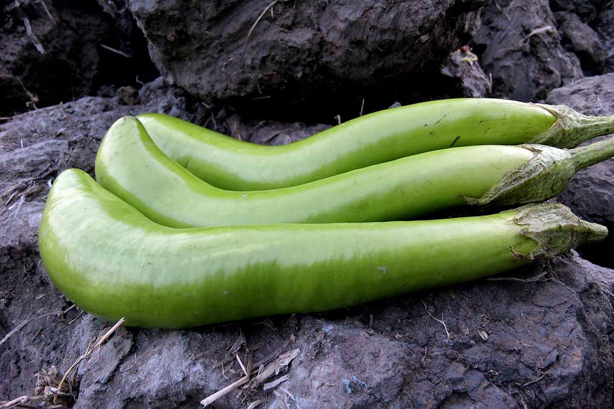 Un gros plan de trois petits fruits d'aubergines vertes, récoltés et placés sur une surface rocheuse sombre.