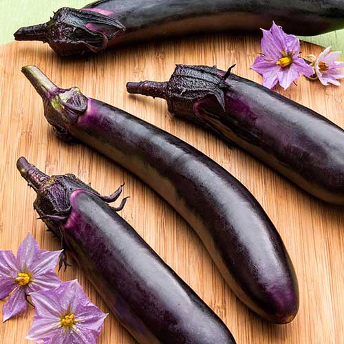 Une photo de haut en bas de la variété d'aubergine 'Ichiban' avec de longs fruits violets posés sur une surface en bois avec deux fleurs violettes dispersées à gauche et à droite du cadre.