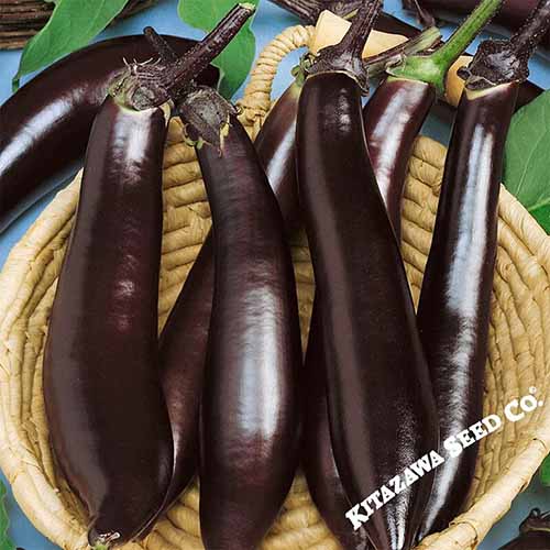 Un gros plan d'aubergines « japonaises » dans un panier en osier.