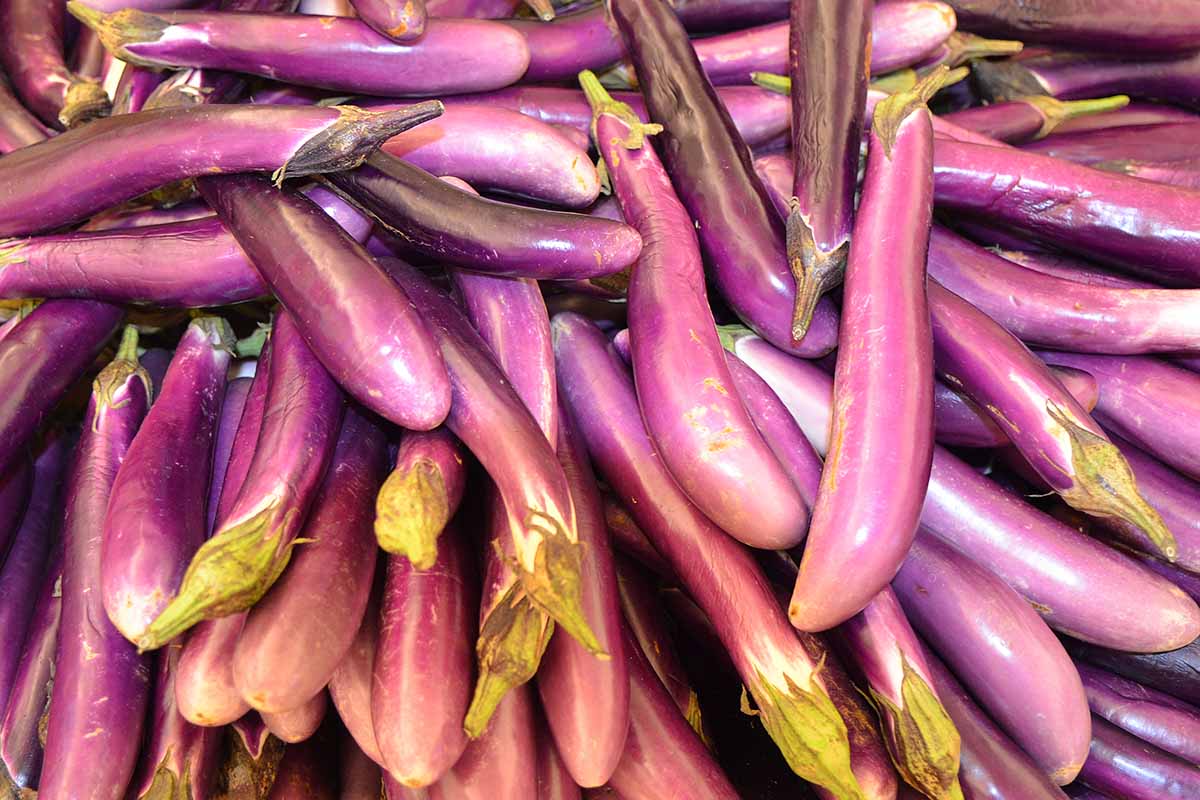 Un gros plan d'un grand nombre de petits fruits d'aubergines violettes sous un soleil léger.