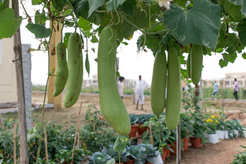 Meilleur moment pour cultiver des graines de courge en bouteille